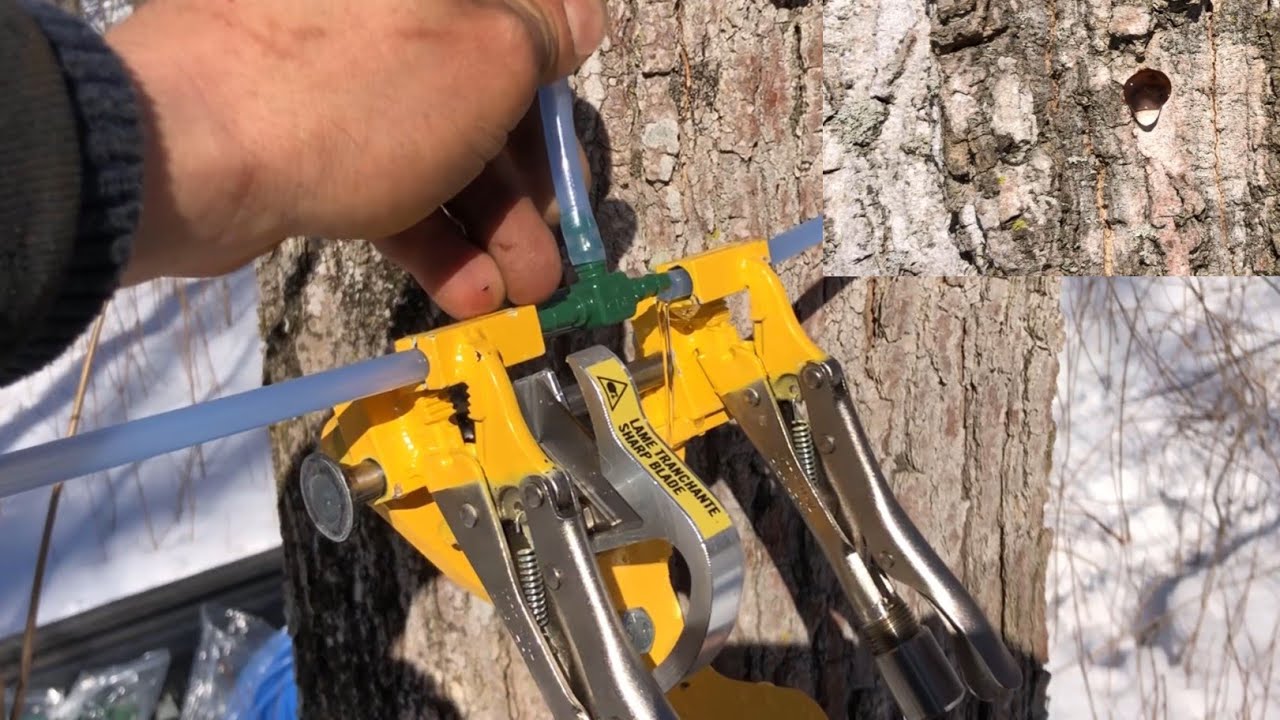 Making Maple Syrup - Installing Drop Lines