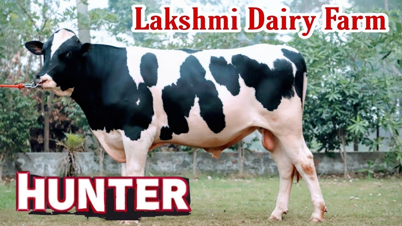 Lakshmi Dairy Farm    HF Bull   Hunter