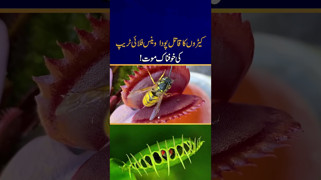 Deadly Plant Warrior: The Horrific Death Trap of the Venus Flytrap 