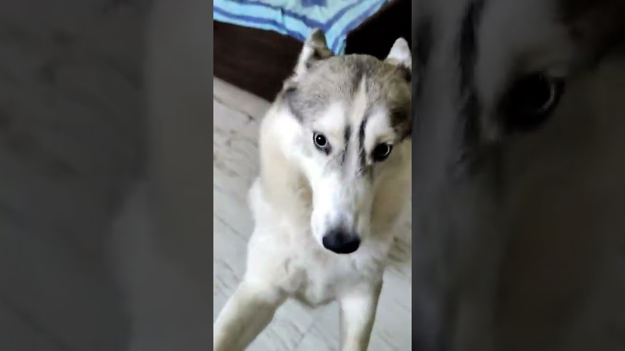 #husky #shorts #pets #huskydog Dancing!! #funnyanimals