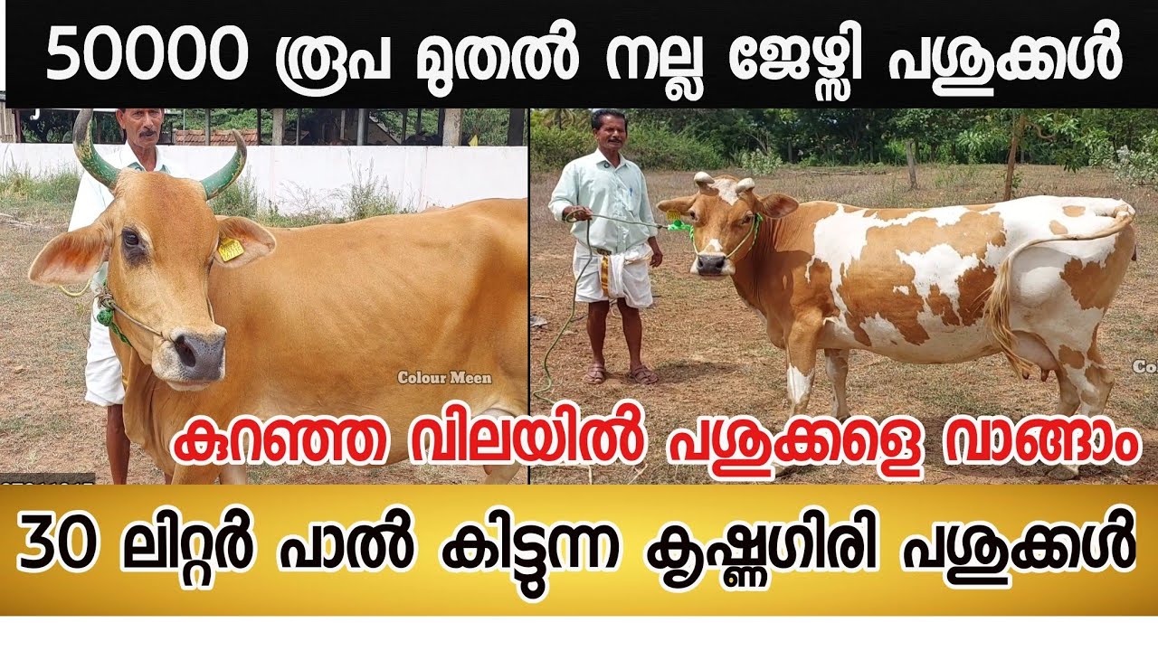50000 രൂപ മുതൽ നല്ല ജേഴ്സി പശുക്കൾ | 30 ലിറ്റർ പാൽ കിട്ടുന്ന കൃഷ്ണഗിരി പശുക്കൾ വാങ്ങാം