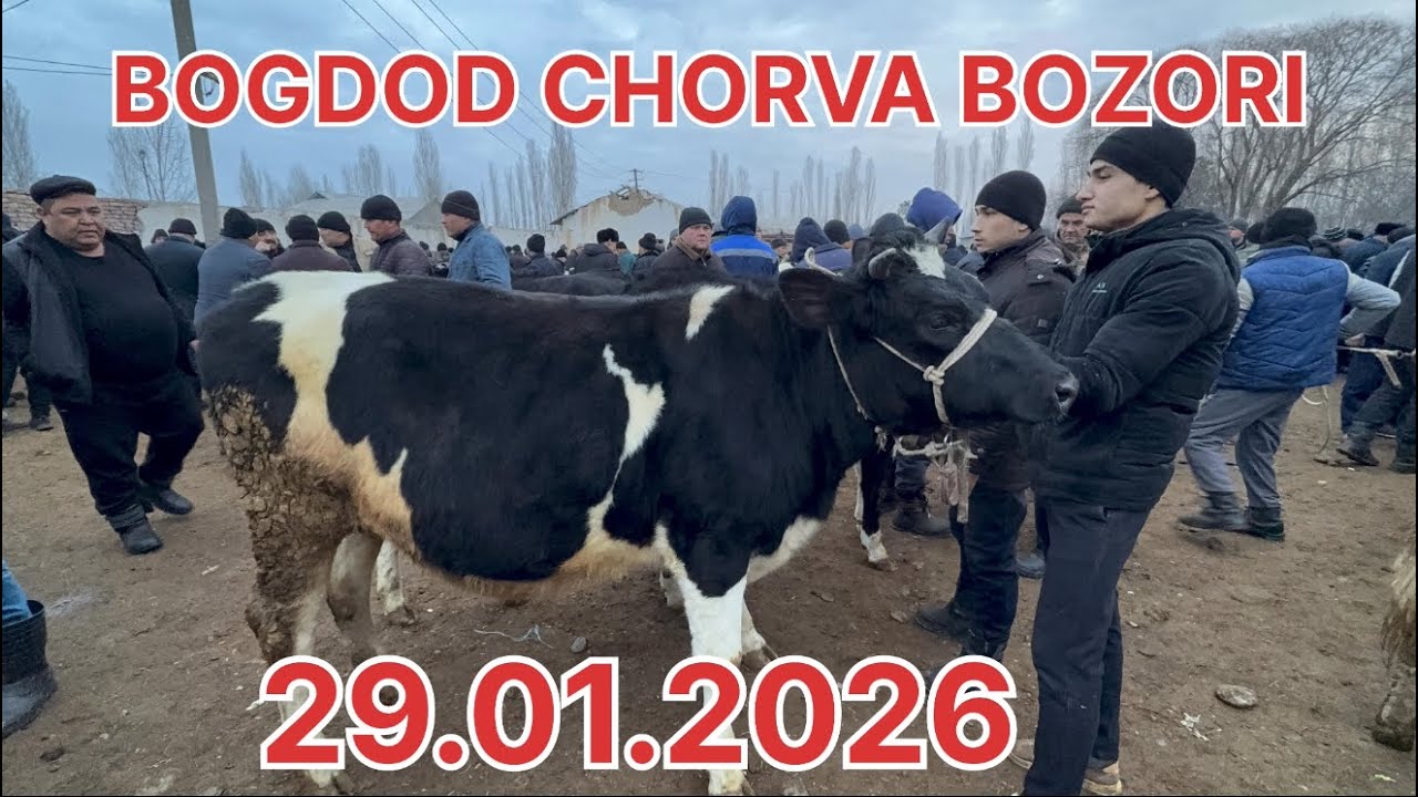 Bog‘dod chorva bozorida bug‘ozlar va ona-bola sigirlar abzor! 🐄🔥