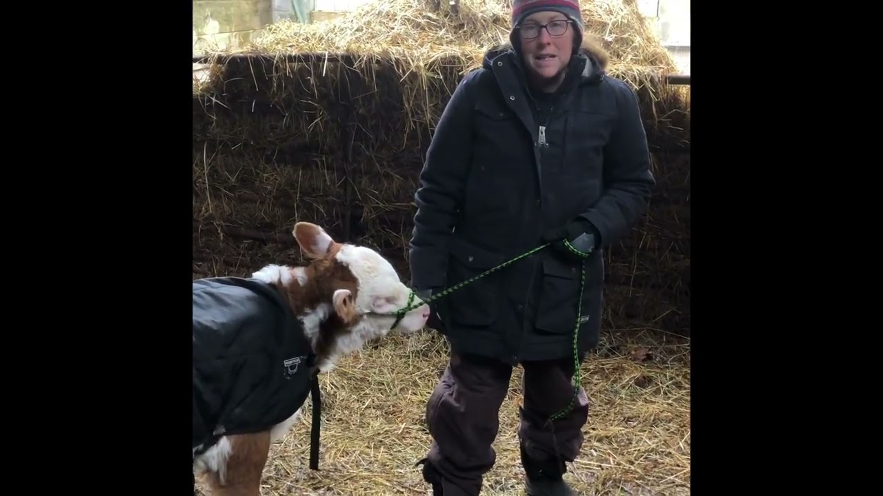 Куртка или жилет из материала Udder Tech для телят помогает сохранять тепло.