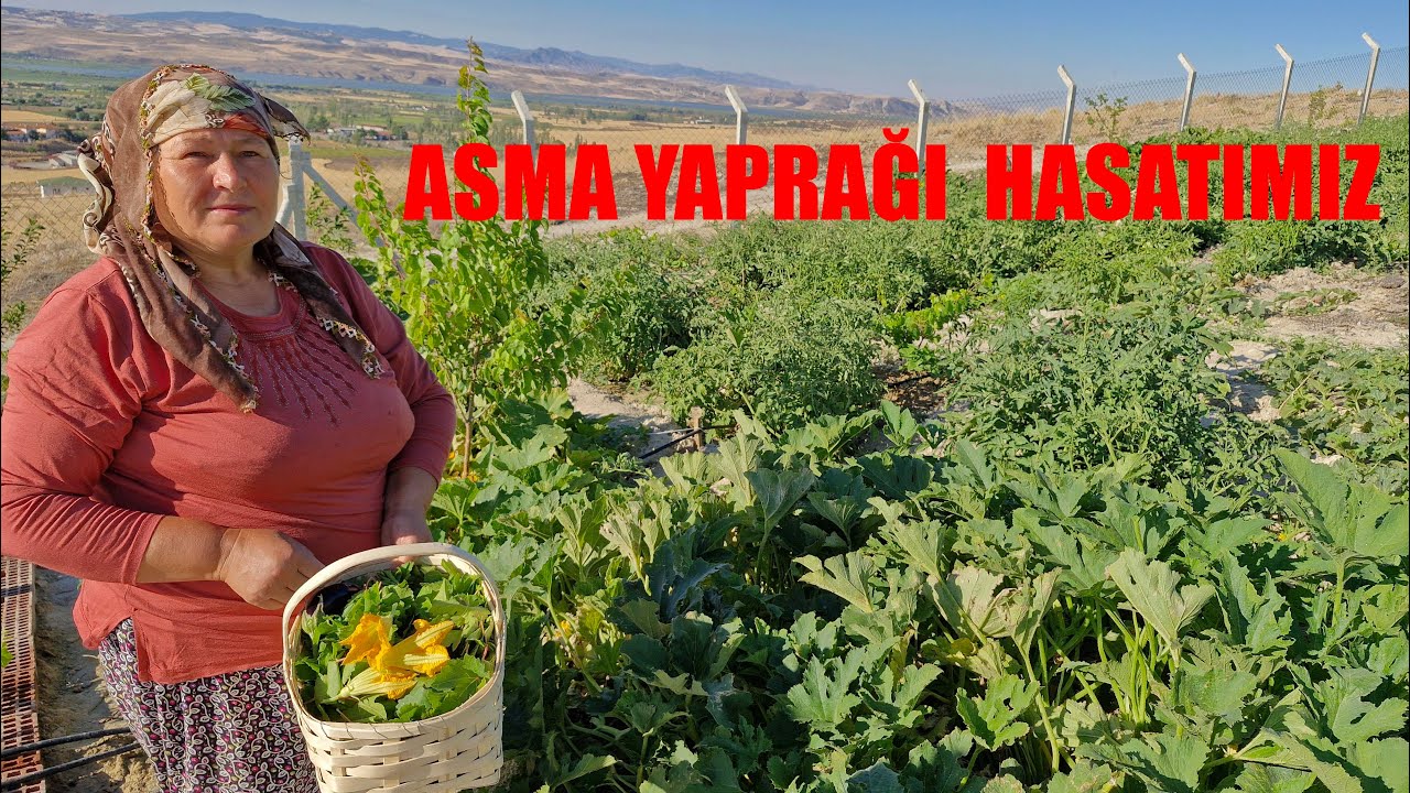 BAĞ YAPRAĞI HASATIMIZ BAHÇEMİZİN ÜRÜNLERİ ÇOK TAZE