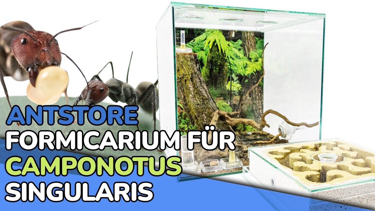 ANTSTORE Formicarium für Camponotus singularis