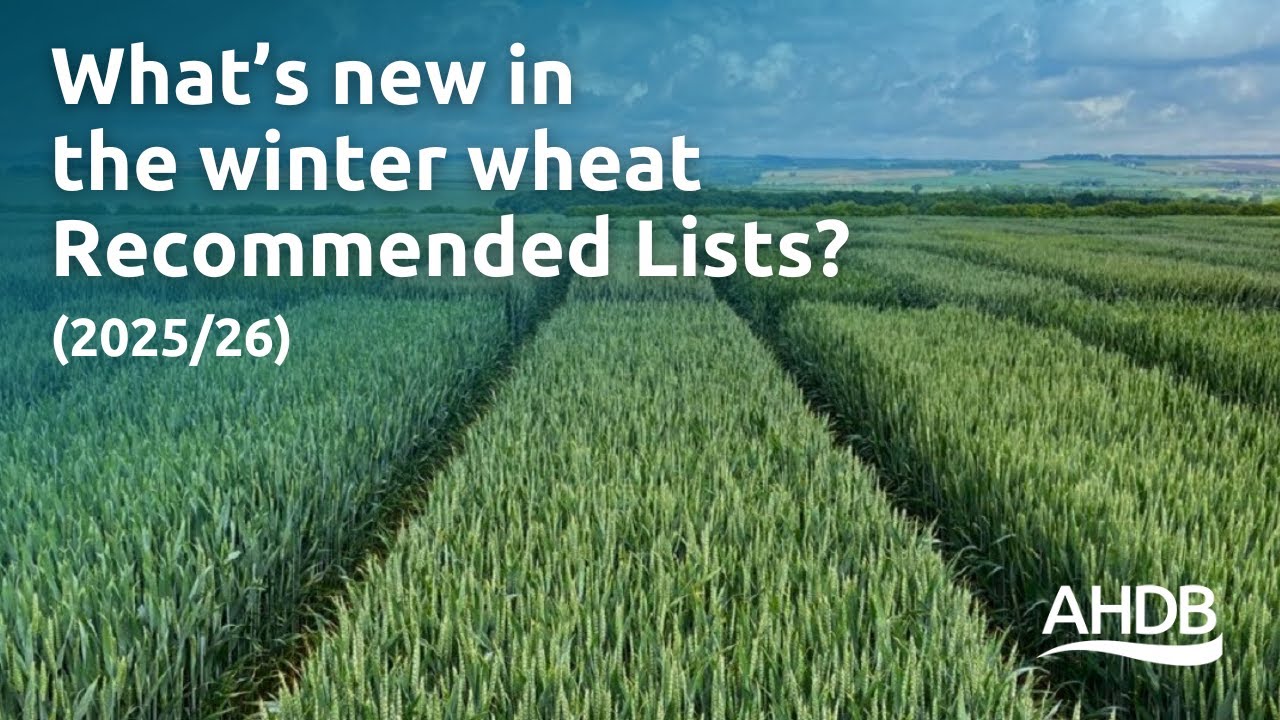 What’s new in the winter wheat recommended lists (2025/26)? | AHDB