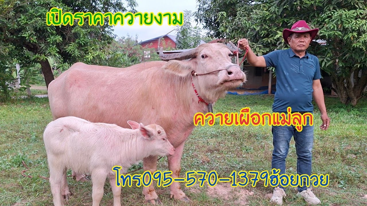 7พ.ย.68เปิดราคาควายเผือกแม่ลูกบ้านหนองบัวน้อย