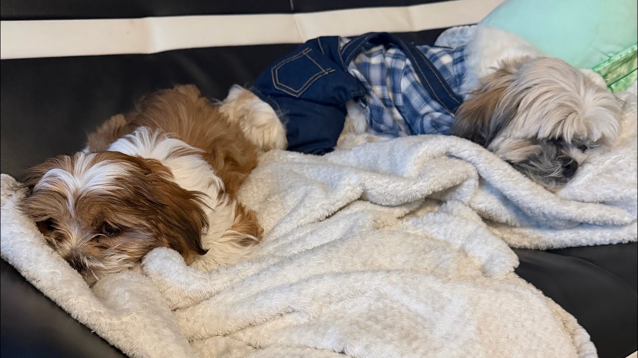Mr.Tobyshihtzu is live!
