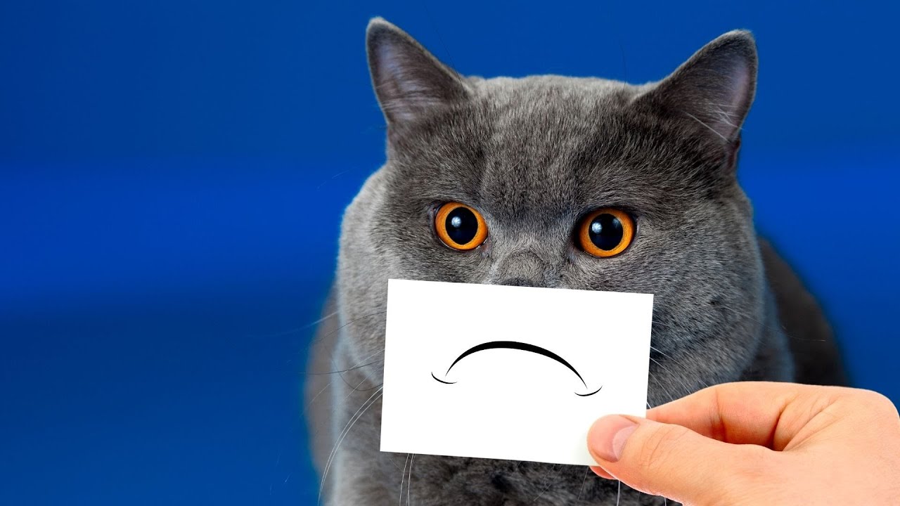 Warnsignale - SO zeigen Katzen, dass sie einsam sind!