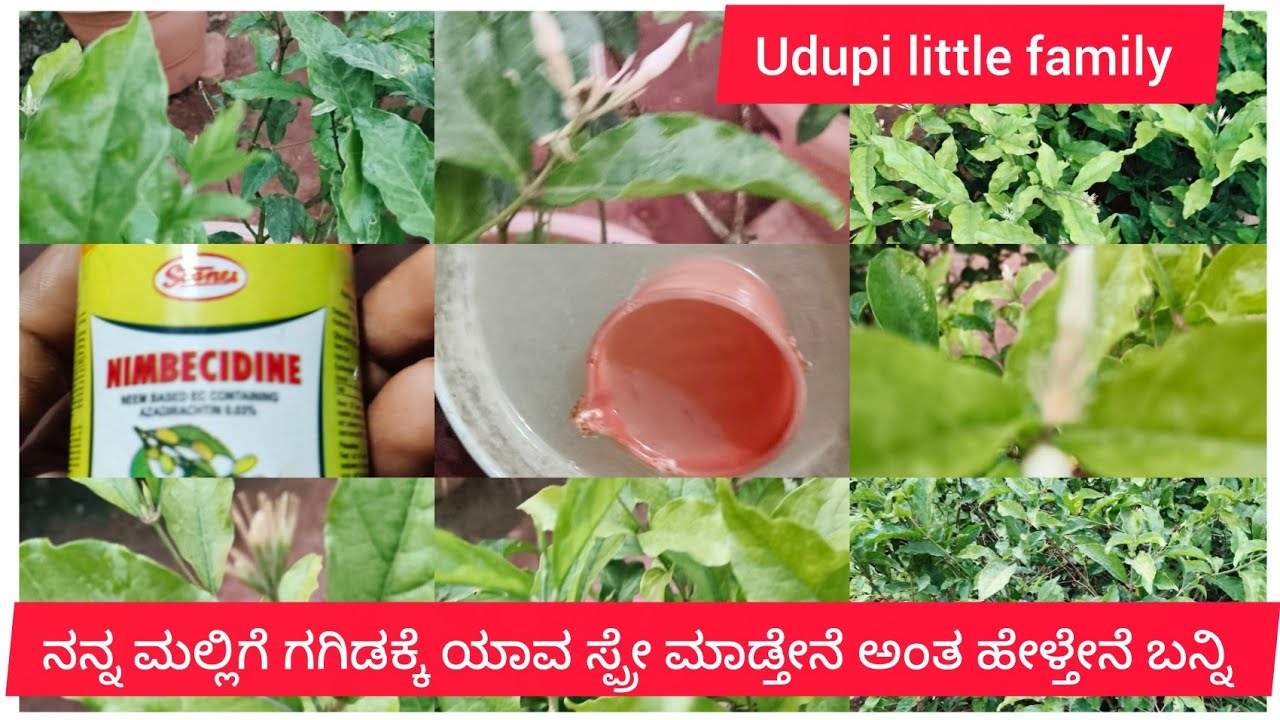 ಮಲ್ಲಿಗೆ ಗಿಡಕ್ಕೆ ಯಾವ ಸ್ಪ್ರೇ ಮಾಡ್ತೇನೆ ಅಂತ ನನ್ನ ಇವತ್ತಿನ ವಿಡಿಯೋದಲ್ಲಿ ತಿಳಿಸಿಕೊಡುತ್ತಿದ್ದೇನೆ, ಬನ್ನಿ 