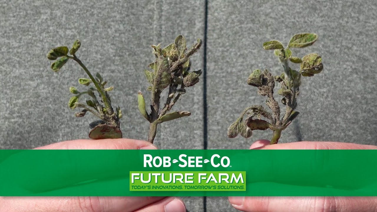 Common Soybean Seedling Diseases