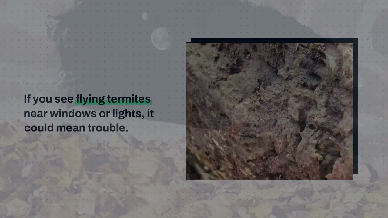 Termite Control in Toronto | Why Humid Summers Make Infestations Worse & How to Stop Them
