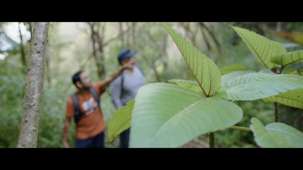 Keala, Olonā, and the Ulua - Teaser