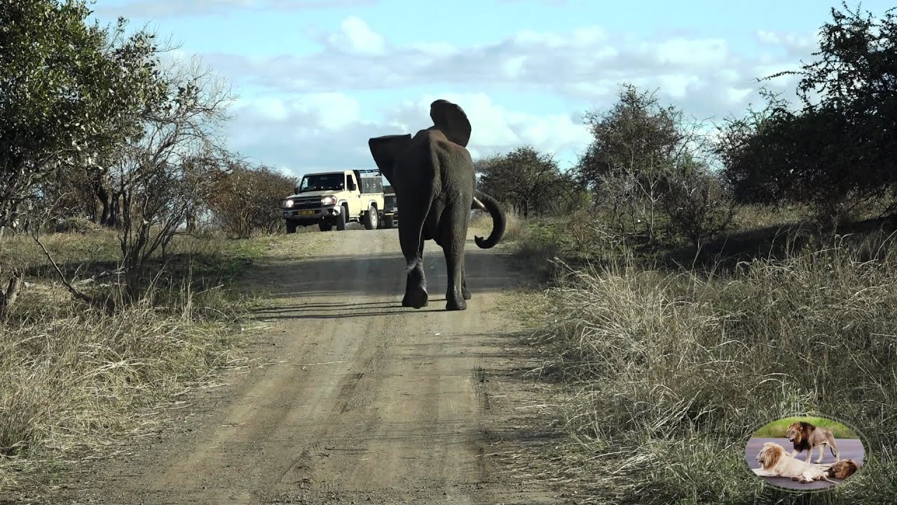 South Africa Army vs Angry Elephant Bull In Kruger Park