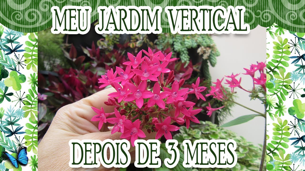 COMO ESTARÁ O MEU JARDIM VERTICAL DEPOIS DE 3 MESES?