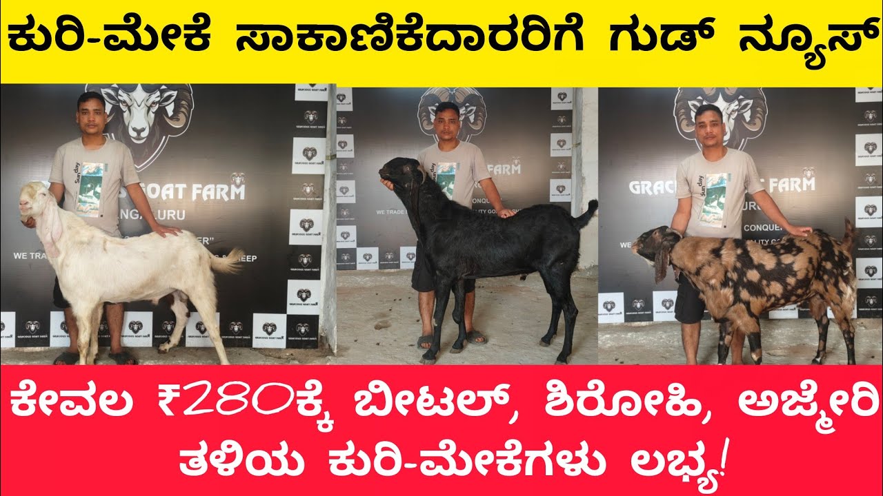 ಬಂಪರ್ ಆಫರ್! ಕೇವಲ ₹280ಕ್ಕೆ ಬೀಟಲ್, ಶಿರೋಹಿ, ಅಜ್ಮೇರಿ ತಳಿಯ ಕುರಿ-ಮೇಕೆಗಳು ಲಭ್ಯ!
