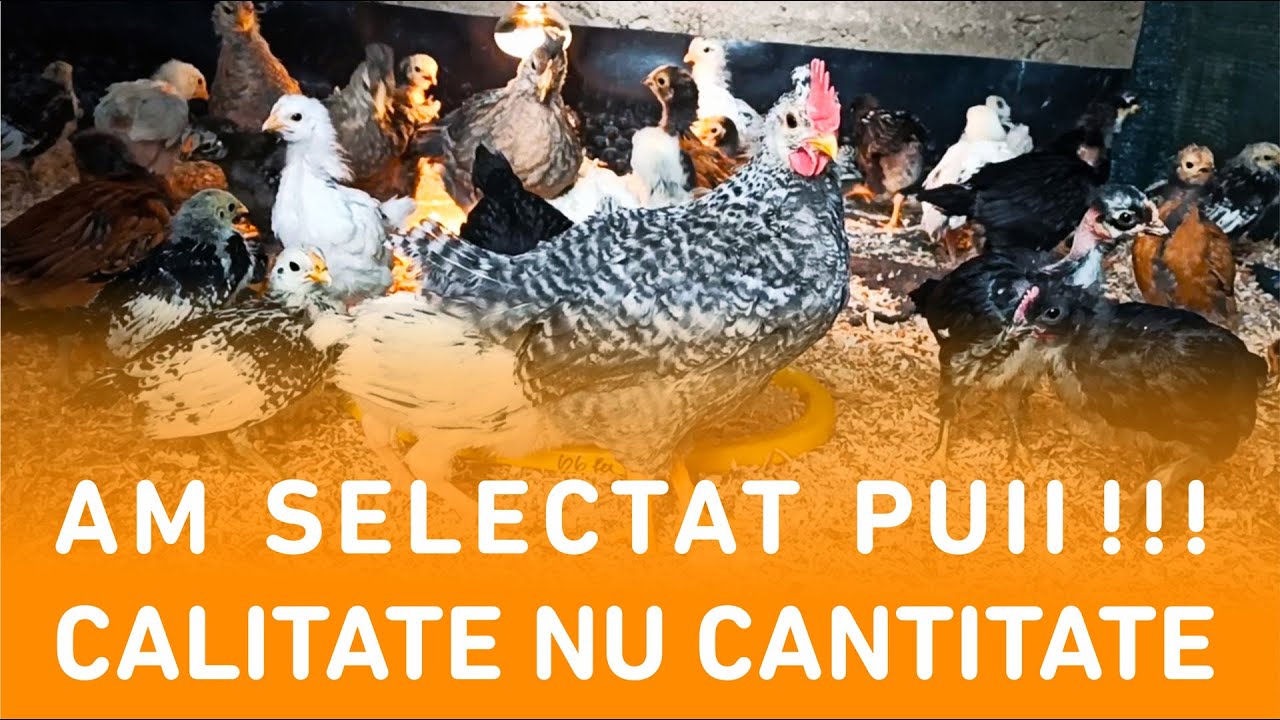 Am vândut puii? Niște modificări la boxele găinilor #ViataLaSat #PuiDeGaina