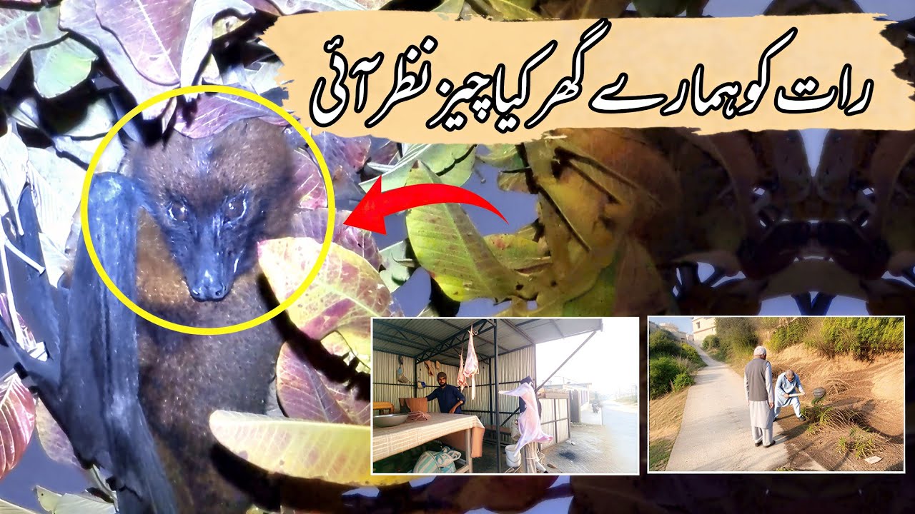 Raat Ko Hamare Ghar Kya Cheez Nazar Aayi | Village Vlog 