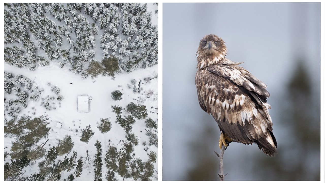 Winter in Sweden as a wildlife photographer