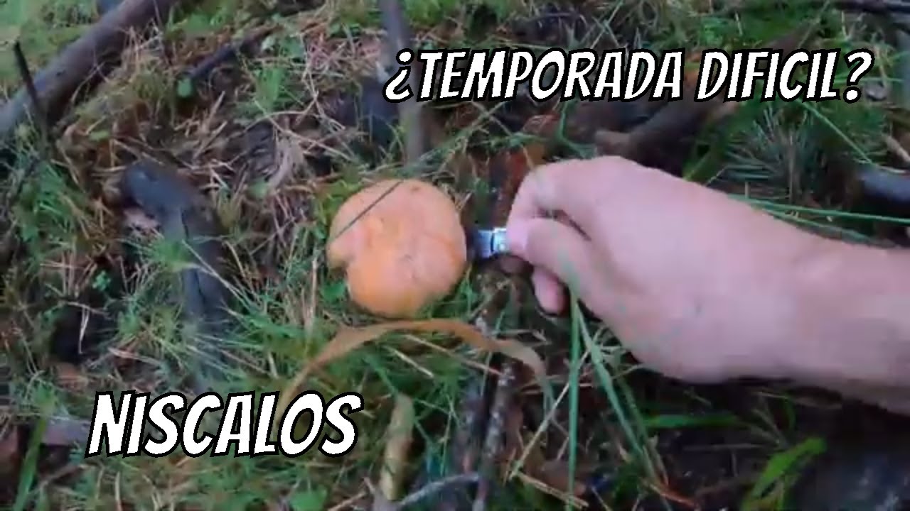 Primeros niscalos 2022 * rebollones
