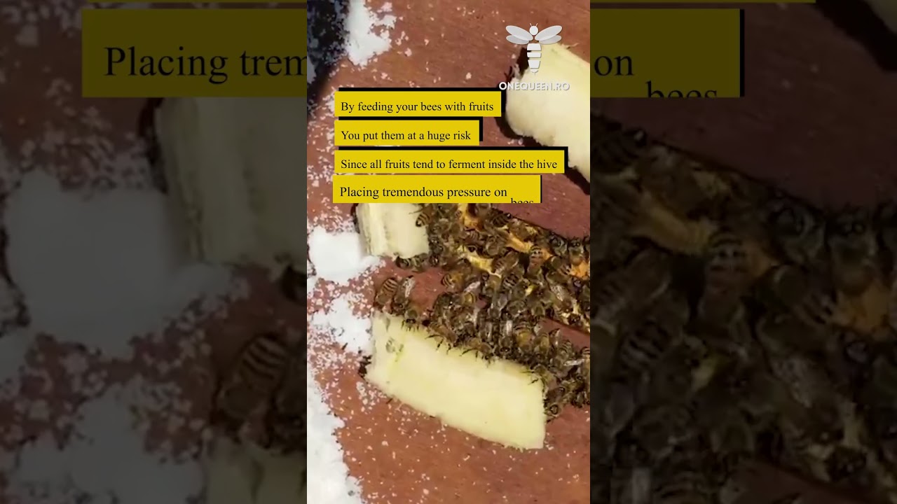 By feeding your bees with fruits you put them at a huge risk since all fruits tend to ferment inside