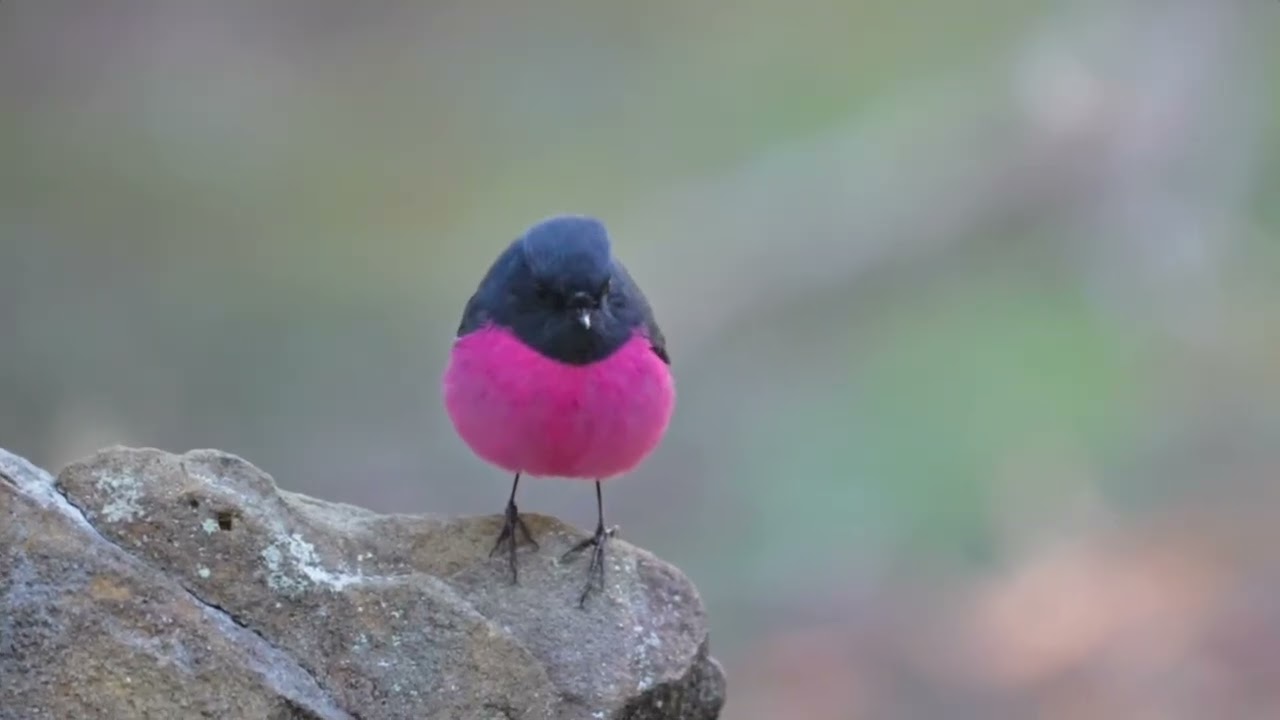 A days bird photography in Hobart- a quest to find a Pink Robin.