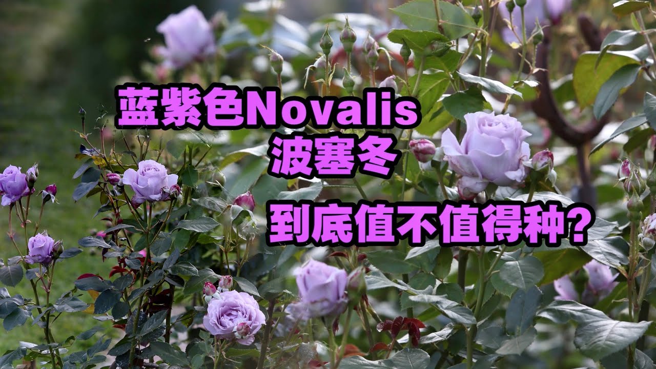 蓝色诗人Novalis 诺瓦利斯（波塞冬）月季的优缺点总和/如何避坑/新手轻松种植/13.02.2026
