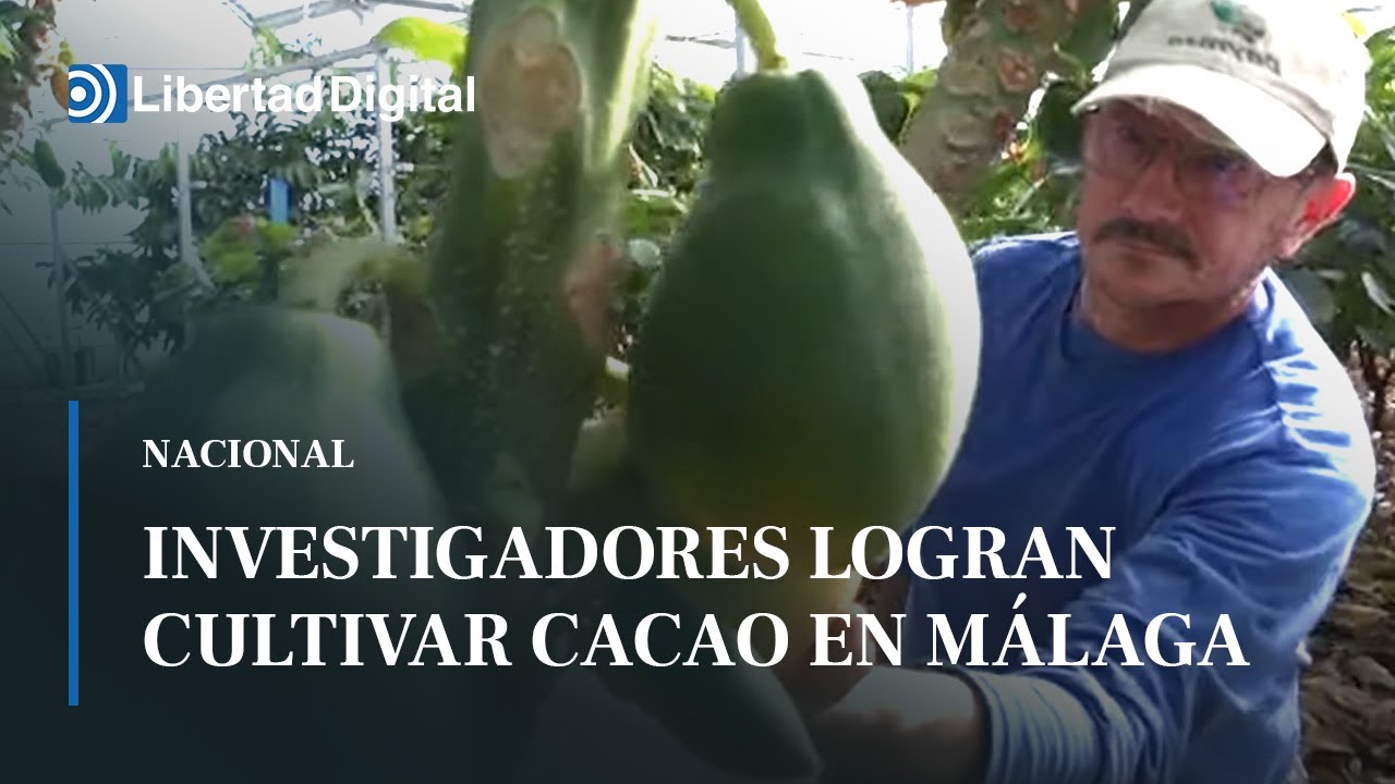 Investigadores españoles del CSIC logran cultivar cacao en Málaga