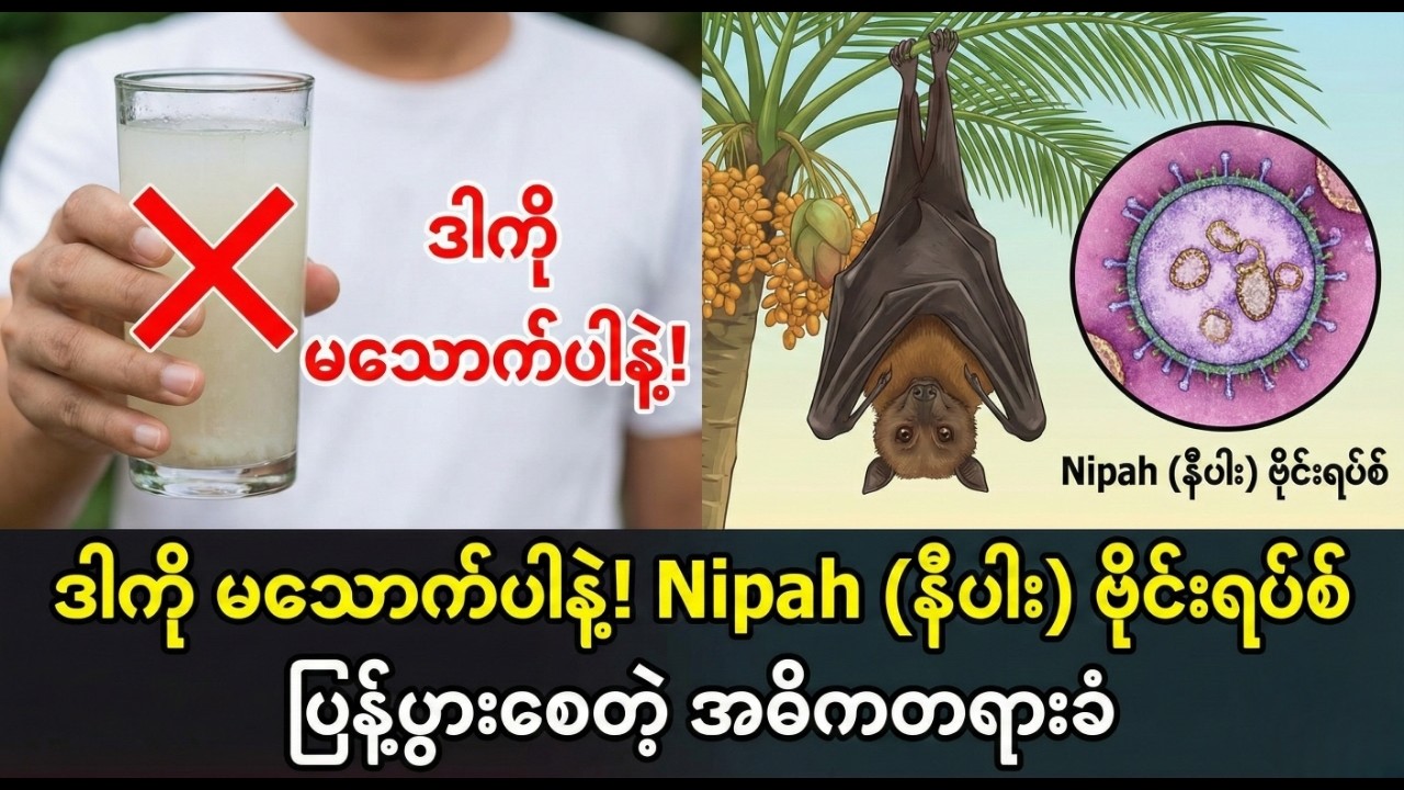 ဒါကို မသောက်ပါနဲ့! Nipah (နီပါး) ဗိုင်းရပ်စ် ပြန့်ပွားစေတဲ့ အဓိကတရားခံ