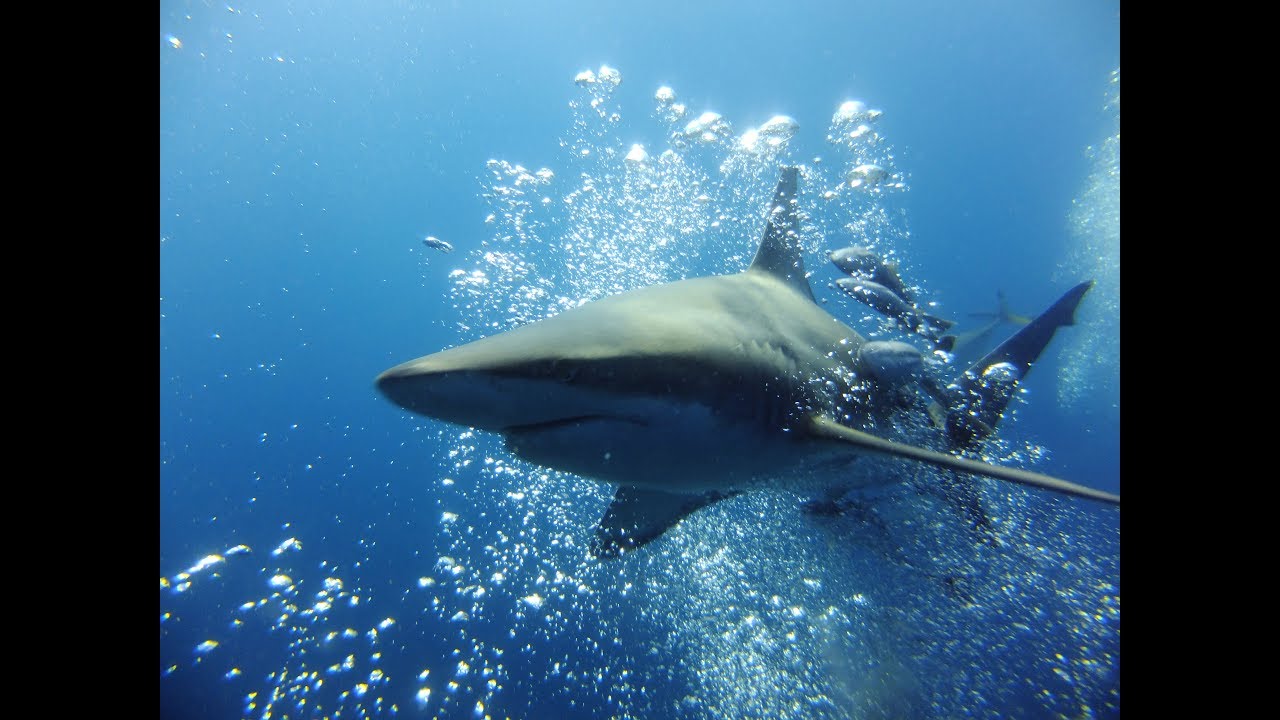 Aliwal Shoal & Porto Do Oura 4K
