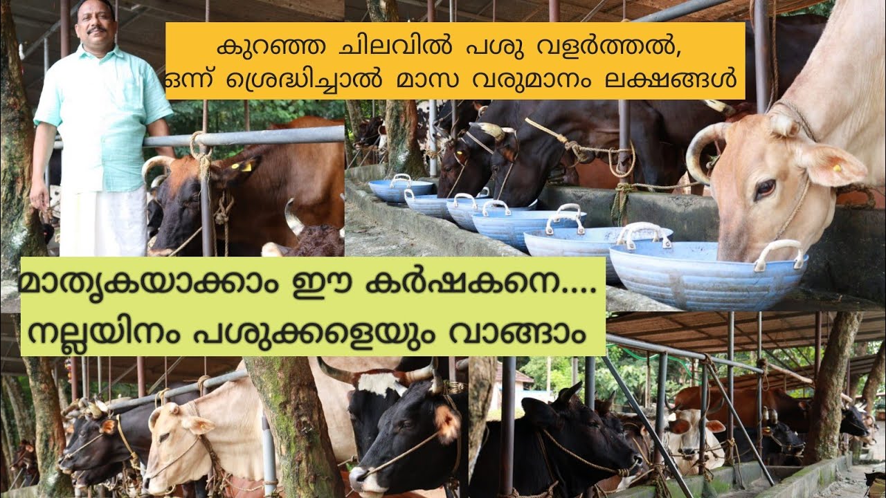 Diary Farming Kerala|ഒരു അടിപൊളി  പശു വളർത്തൽ മാതൃക | Diary farm Malayalam |cattle farm