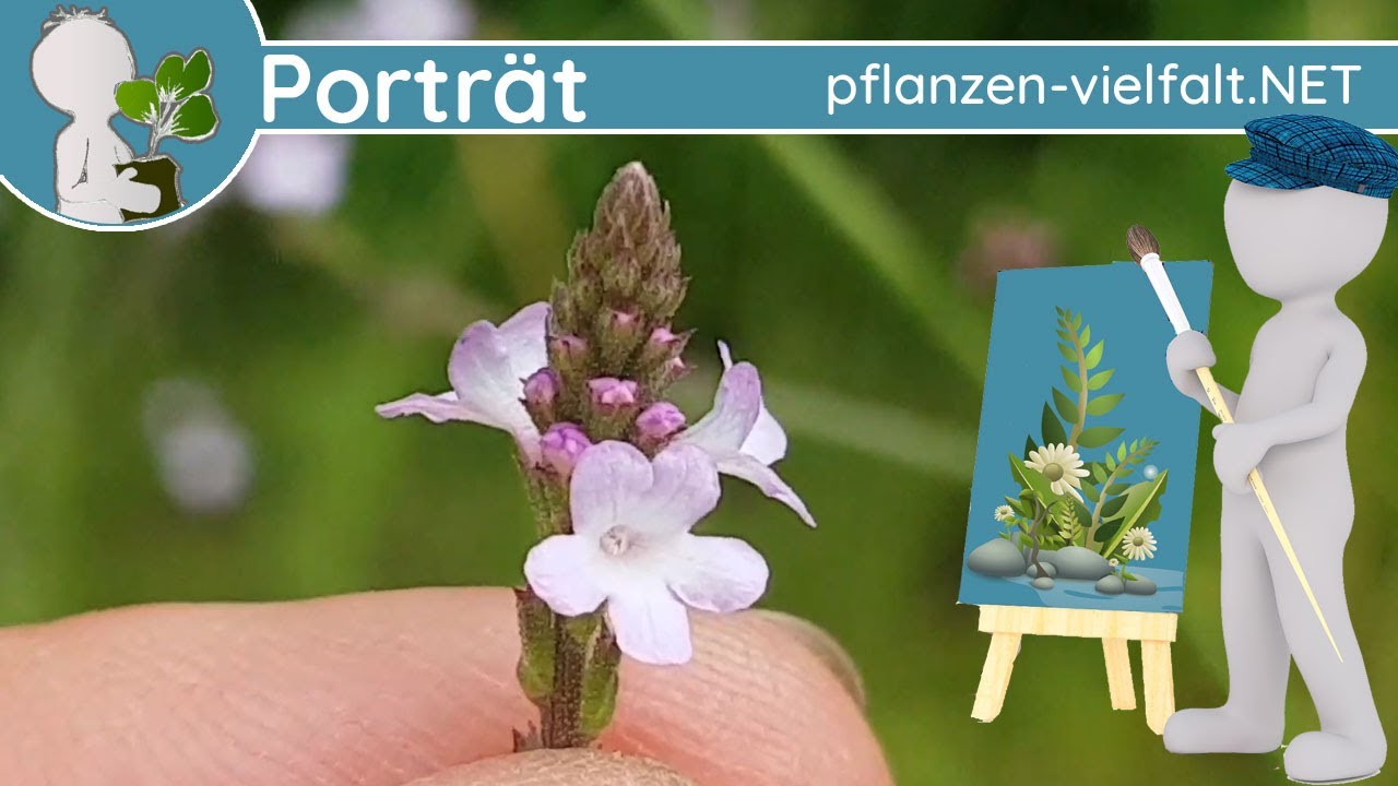🖼️ Porträt 135 - Gewöhnliches Eisenkraut (Verbena officinalis) - Steckbrief (Essbar)