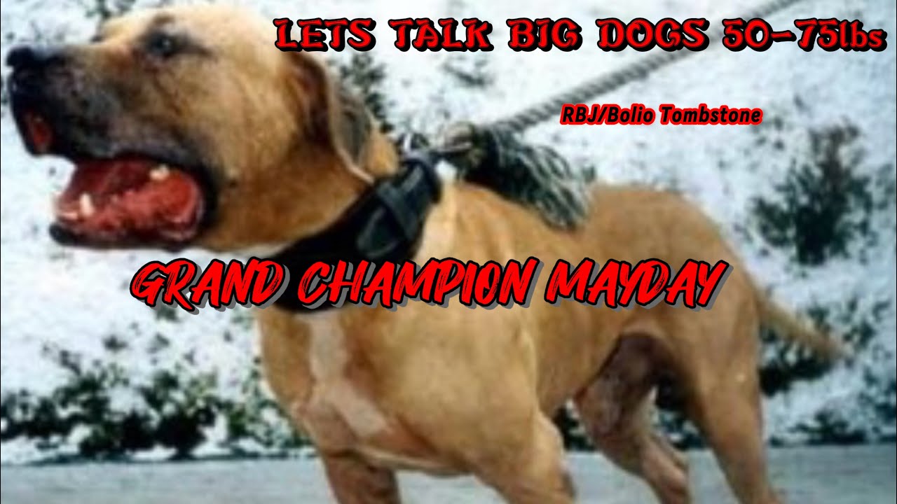 Gr.Ch MayDay #pitbulls #apbt #dogbreed