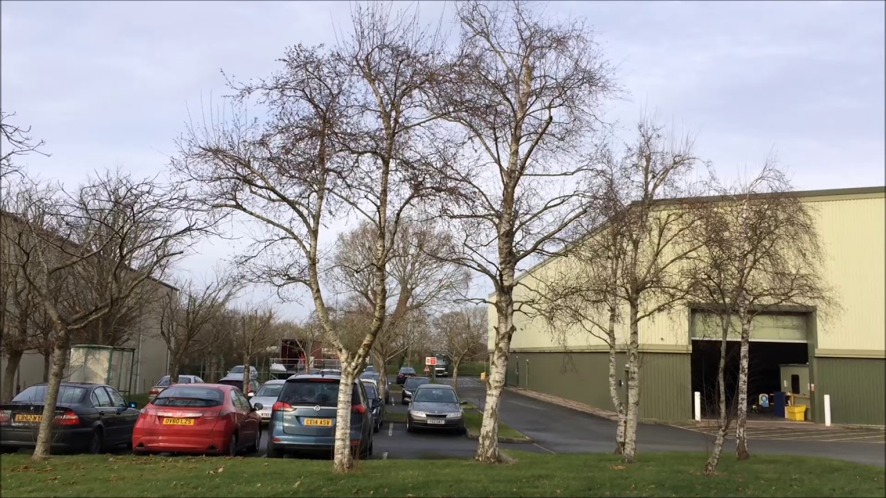 Downy Birch (Betula pubescens) - trees - January 2018