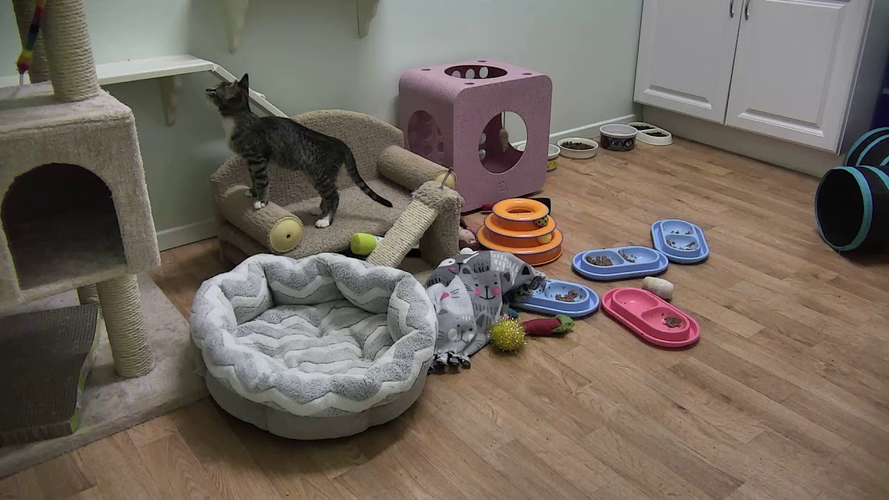 Kitten Rescue Sanctuary 07-20-2018 