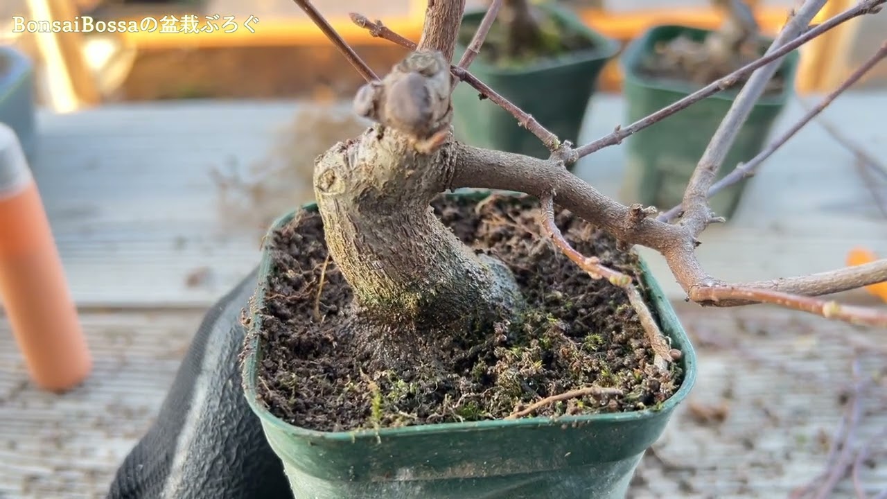 盆栽素材になってきた #盆栽 #bonsai