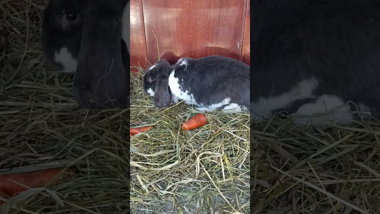 Клетка для крольчихи.Жужа переехала 🥰😉