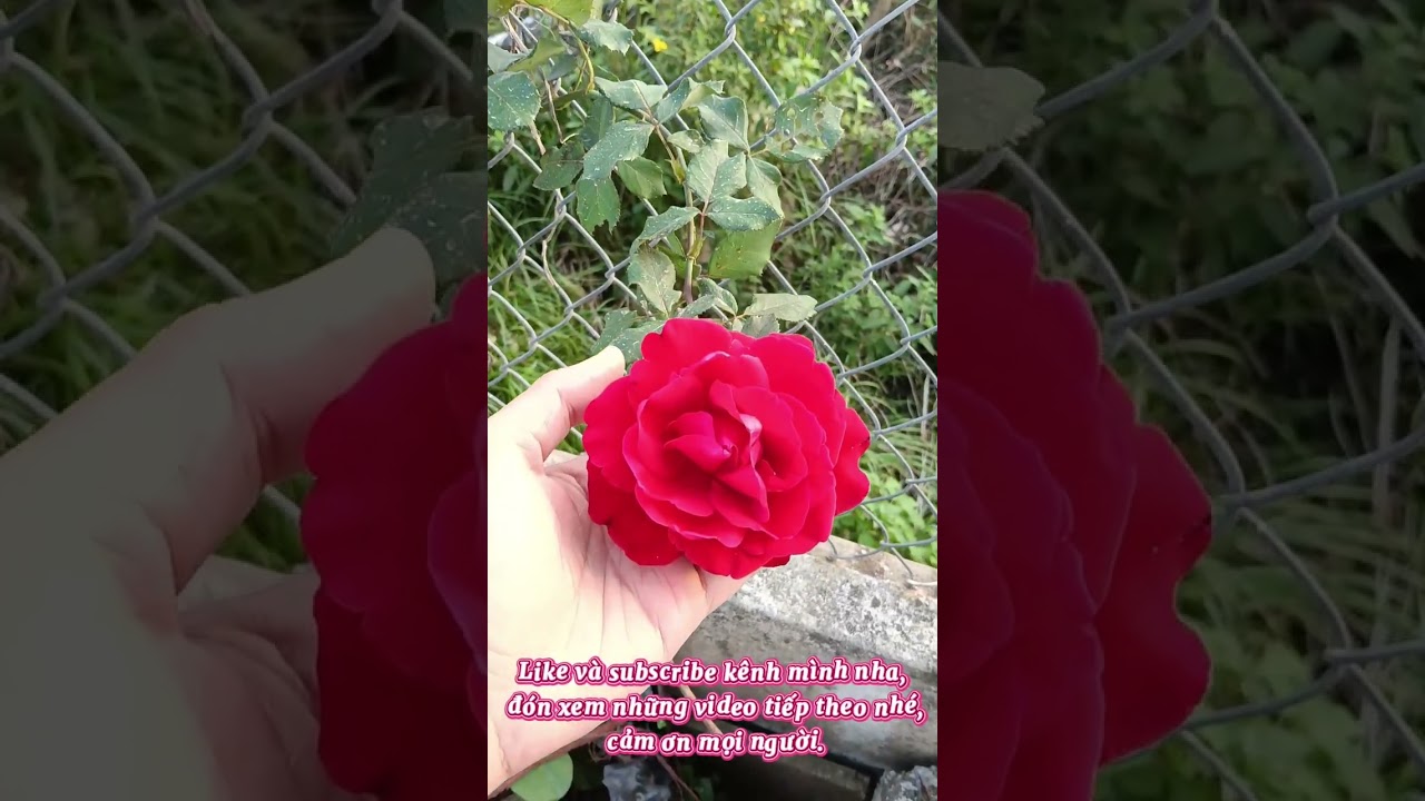 Ngắm hoa hồng mùa xuân
