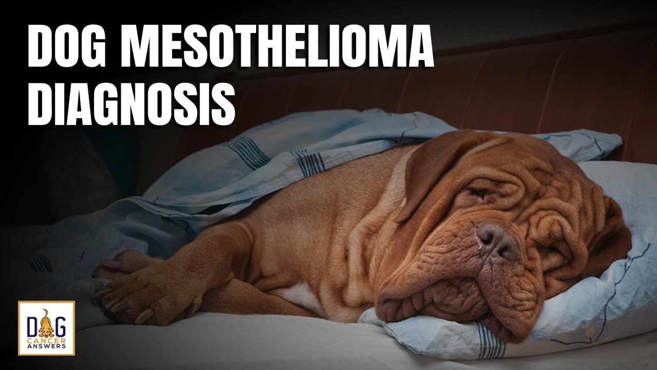 Dog Mesothelioma Diagnosis | Dr. Dressler Q&A