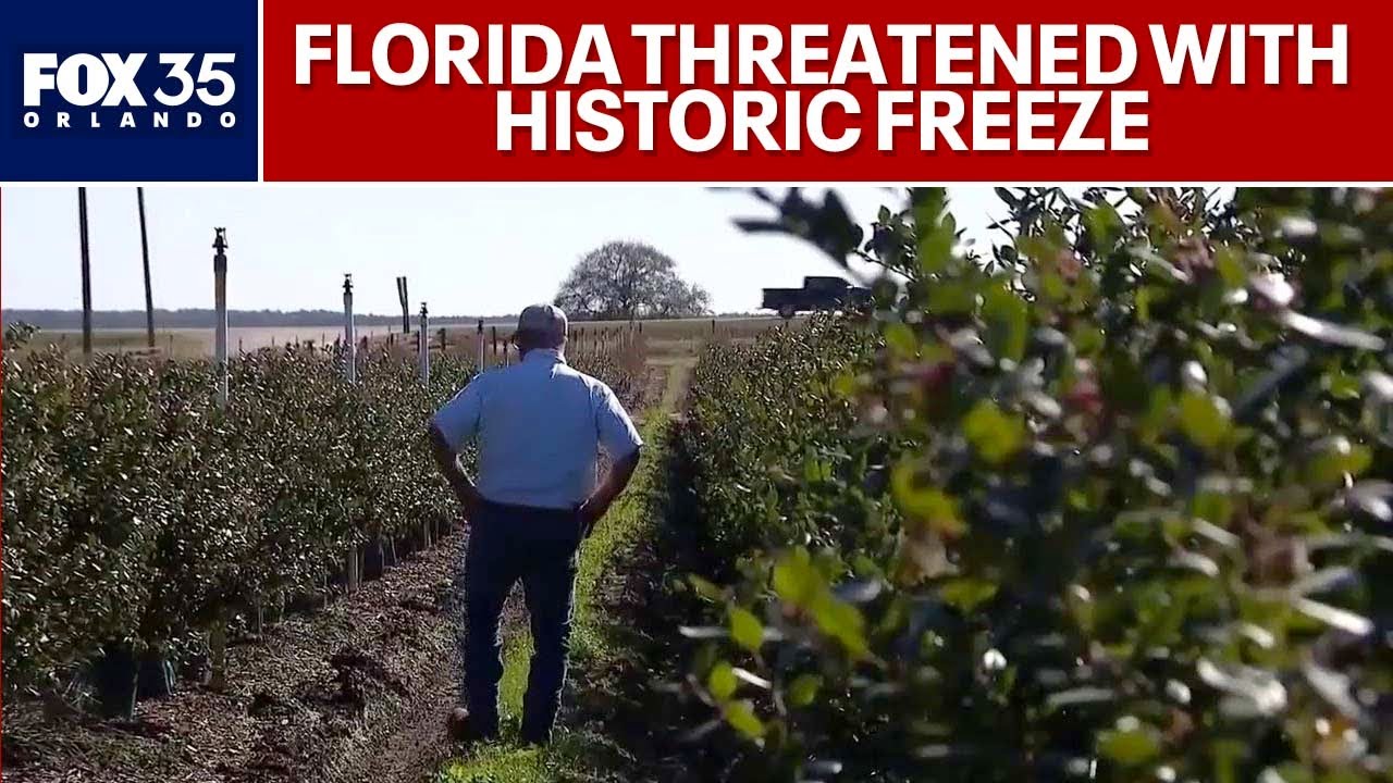 Historic freeze threatens Florida crops and gardens