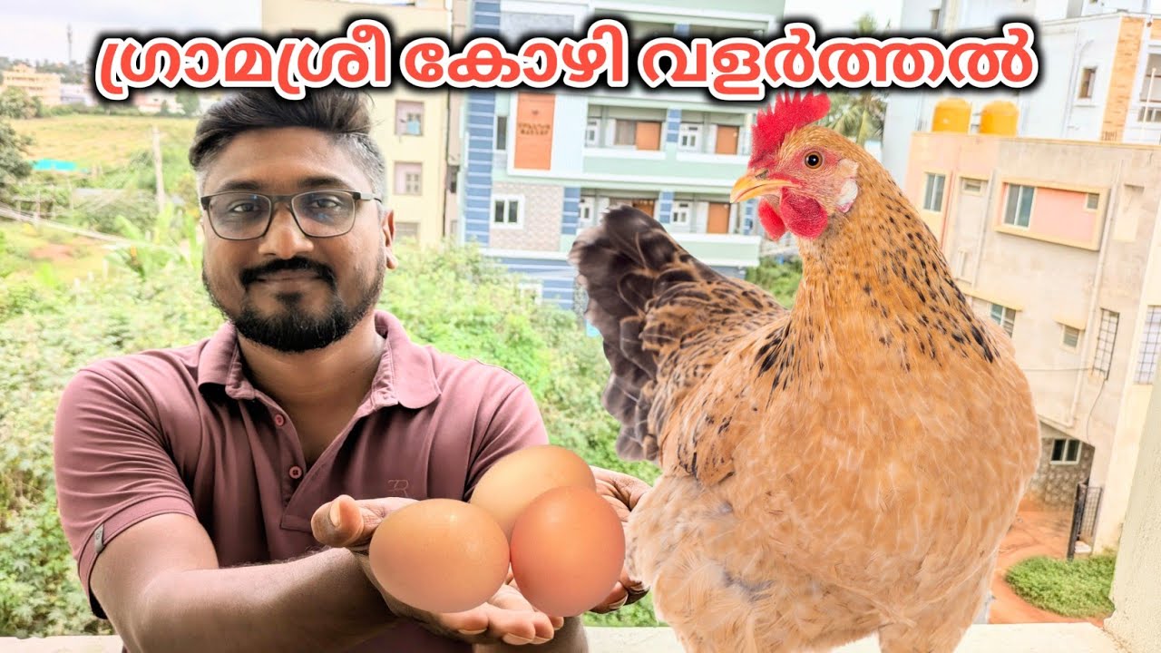 ഗ്രാമശ്രീ കോഴിയെ കുറിച്ച് അറിയാം | Gramasree Kozhi Valarthal in Malayalam | Gramasree Kozhi
