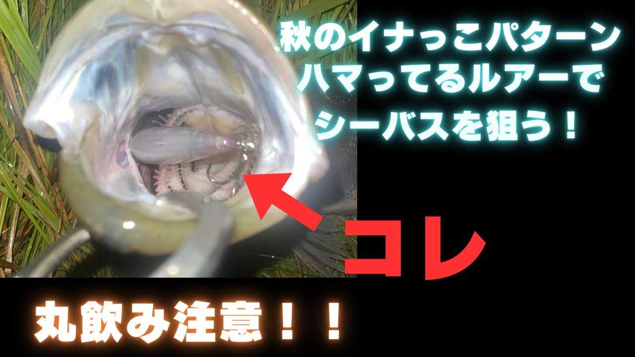 秋への移り変わりでイナっこつきのシーバスを狙う！
