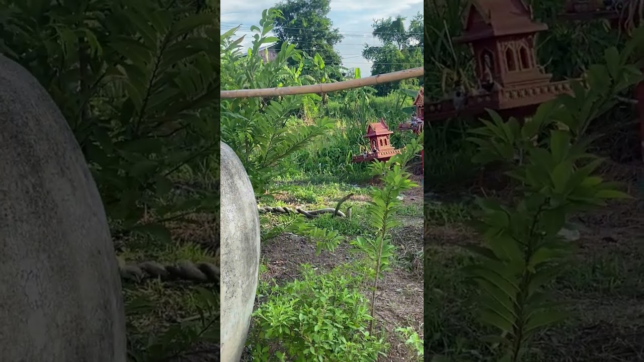 Two huge cobra have mesmerising combat dance in mating ritual