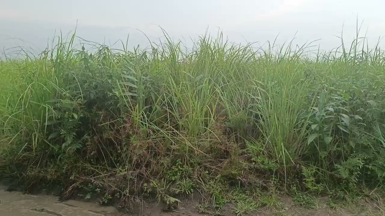 12 hectares résidentielle à vendre dans la c/de maluku q/ndaku ya pembe 1700$ +243810217497