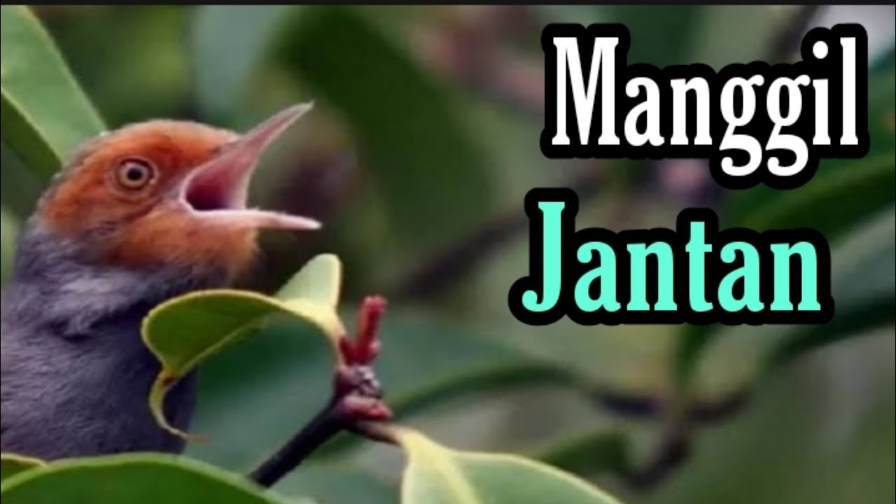 Suara burung prenjak betina memanggil jantan