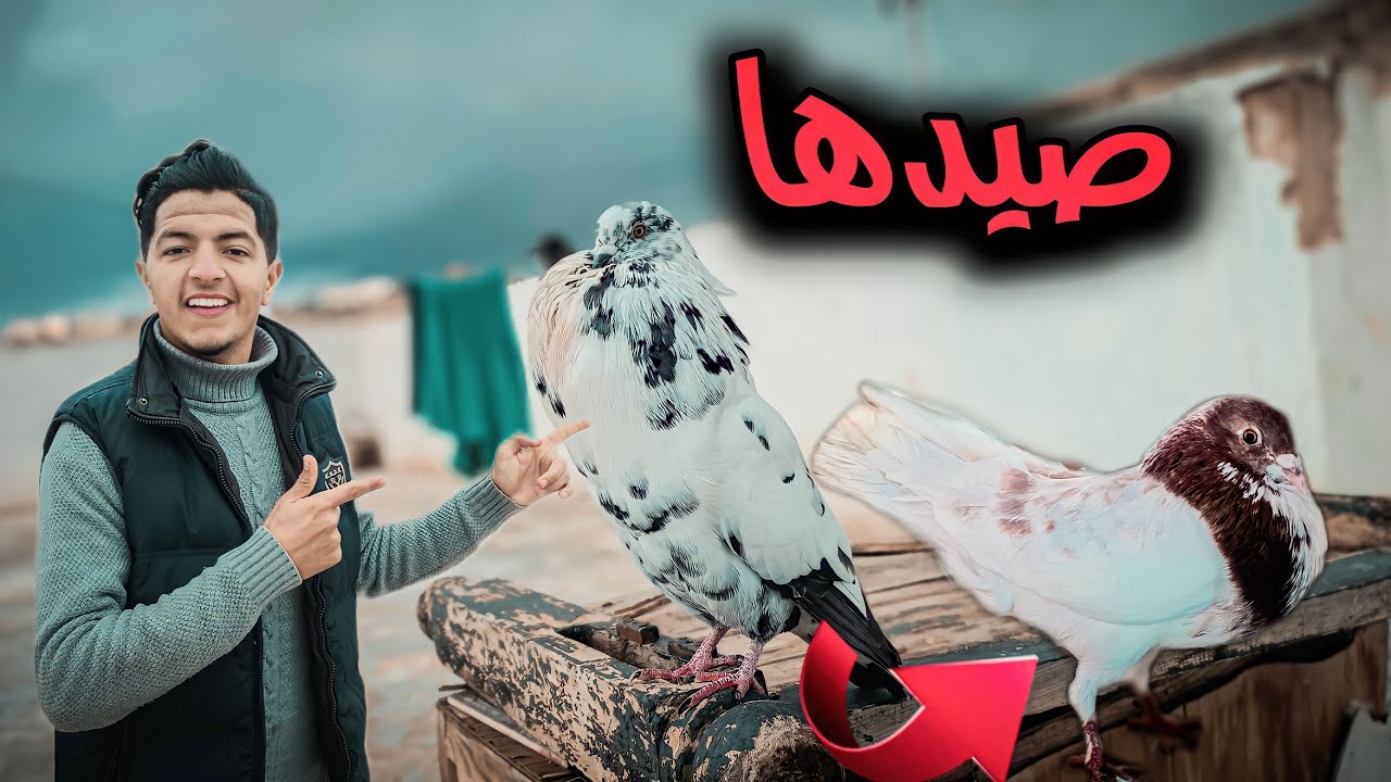طلقت ذكر طار وجاب معه انثى جديدة 🫣