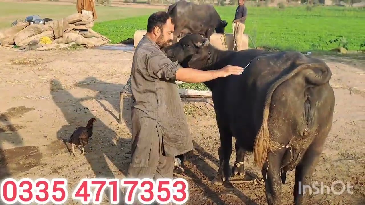 یوسف جٹ نے پاکستانی تاریخ کی جڑیں ہلا دی 