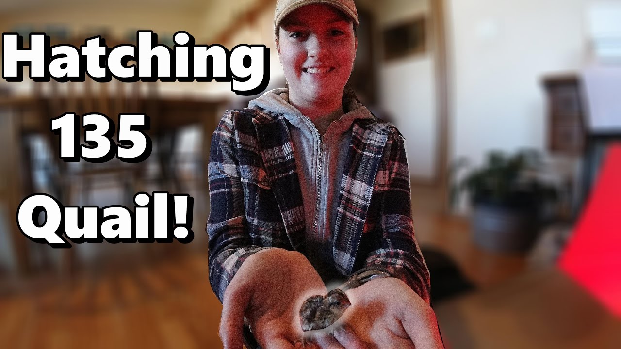 Incubating and Hatching Bobwhite Quail in Iowa! | 