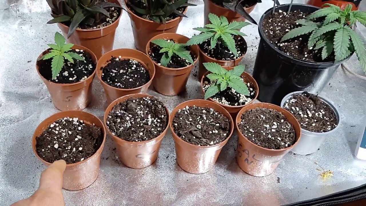 Rozterka Capsuy, gdy nasadzenia sie zepsuly. Ster na Sative