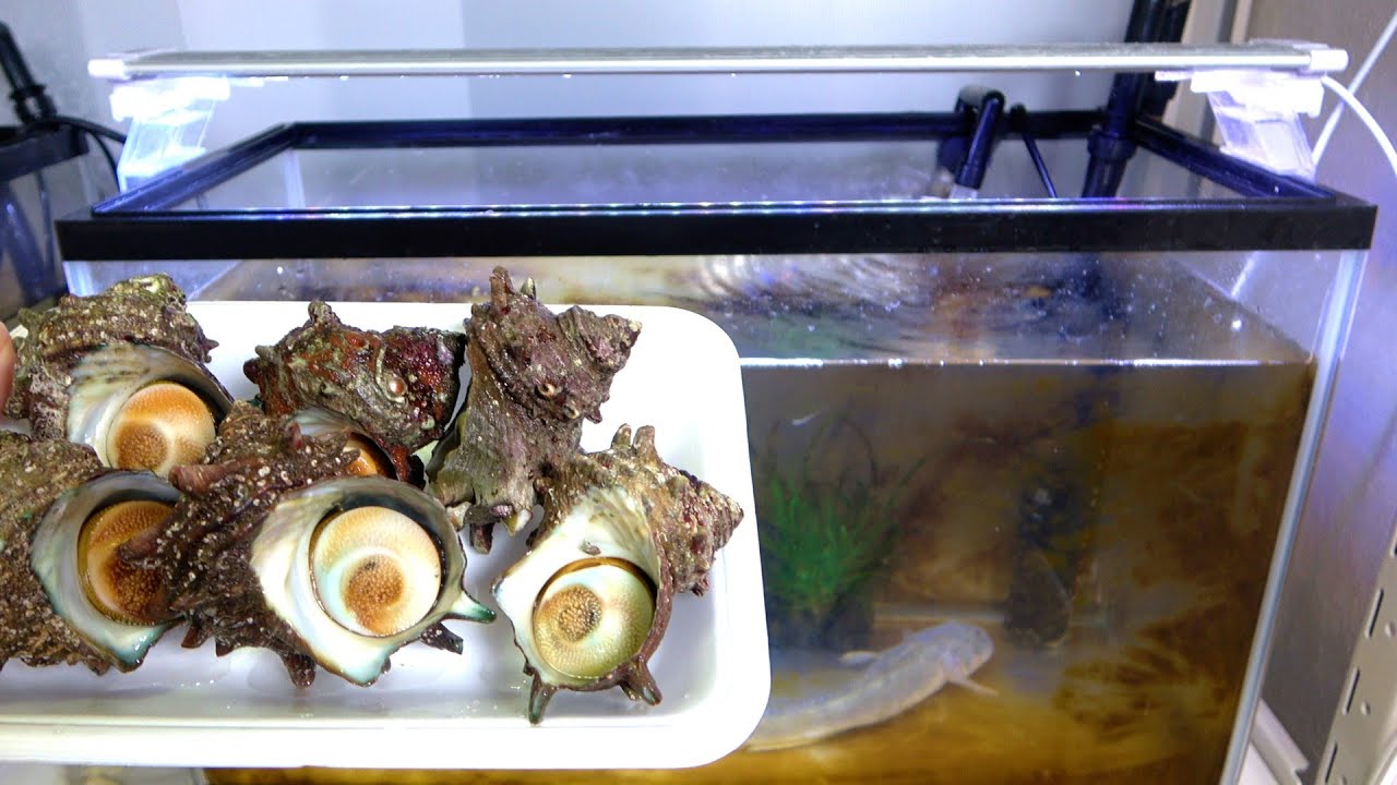 スーパーで売られていた瀕死のサザエを汚れた水槽に入れたらありえないことに…